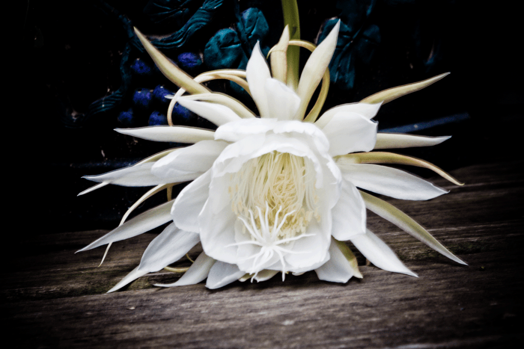 Night Blooming Cerus